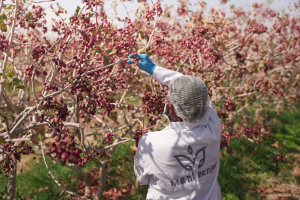 The cultivation of pistachio orchards