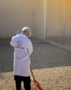 Iranian Pistachio Drying