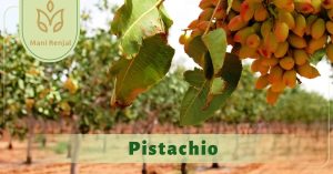 Pistachio tree in mani renjal